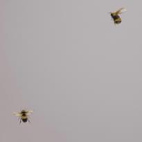 Andrea Rossi Cavolli 54419-4 10.05м x 106см поверхность матовая