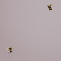 Andrea Rossi Cavolli 54419-5 10.05м x 106см поверхность матовая