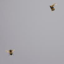 Andrea Rossi Cavolli 54419-6 10.05м x 106см поверхность матовая