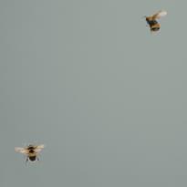 Andrea Rossi Cavolli 54419-7 10.05м x 106см поверхность матовая