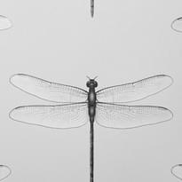 Andrea Rossi Cavolli 54426-1 10.05м x 106см поверхность матовая