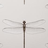 Andrea Rossi Cavolli 54426-2 10.05м x 106см поверхность матовая