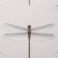 Andrea Rossi Cavolli 54426-6 10.05м x 106см поверхность матовая