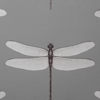 Andrea Rossi Cavolli 54426-7 10.05м x 106см поверхность матовая