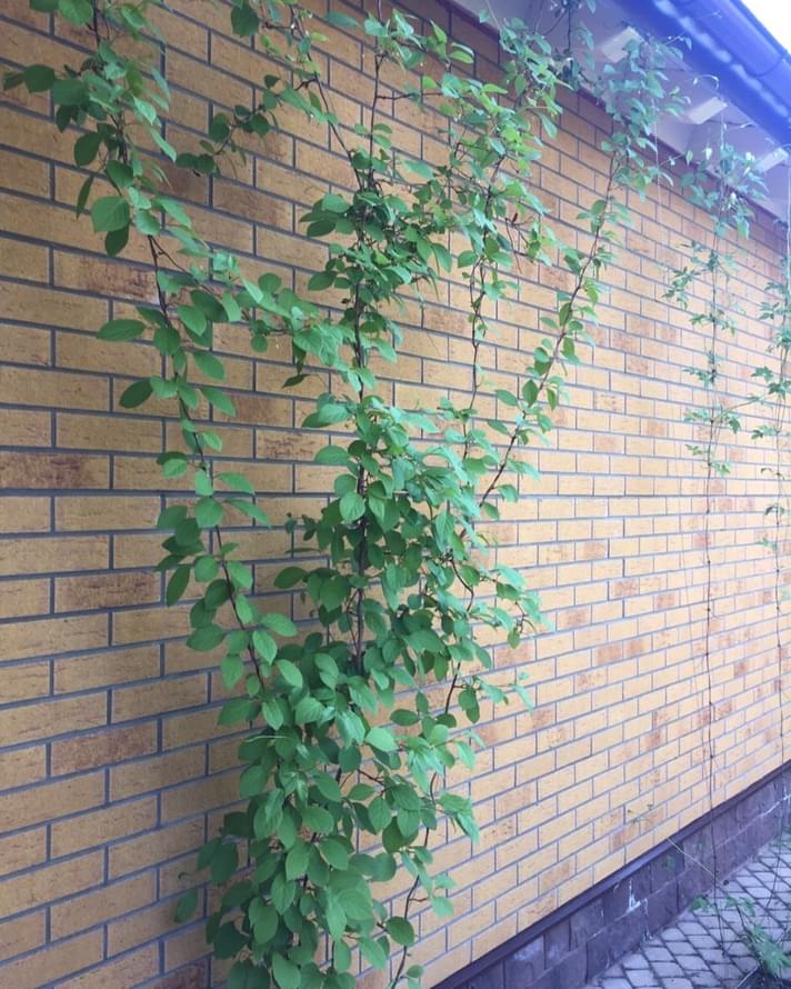 клинкер фабрики Feldhaus коллекция Classic