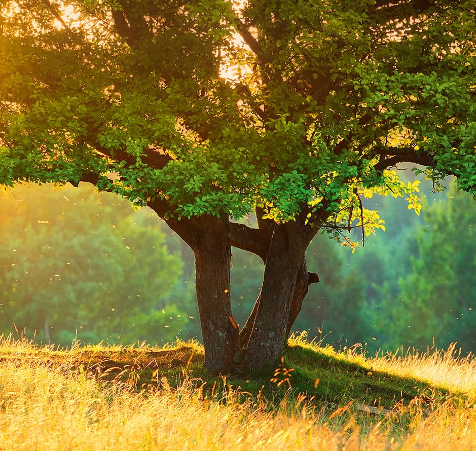 Loymina IIIusion Volume I Ds 014 Scenery 4 Полотна 3x400 Loymina IIIusion Volume I Ds 014 Scenery 4 Полотна 3x400
