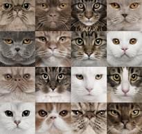 Loymina IIIusion Volume II Da 001 Animals 3 Полотна 3x300 см поверхность матовая