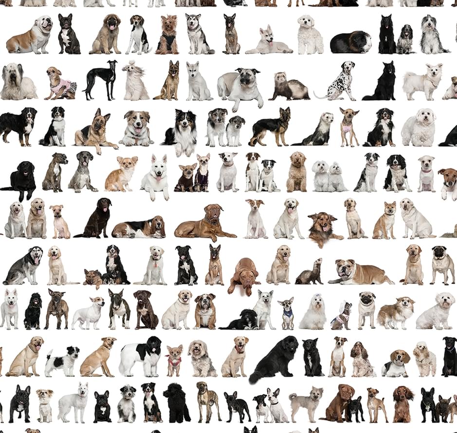 Loymina IIIusion Volume II Da 002 Animals 3 Полотна 3x300 Loymina IIIusion Volume II Da 002 Animals 3 Полотна 3x300