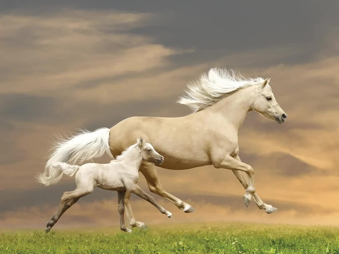 Loymina IIIusion Volume II Da 004  поверхность матовая