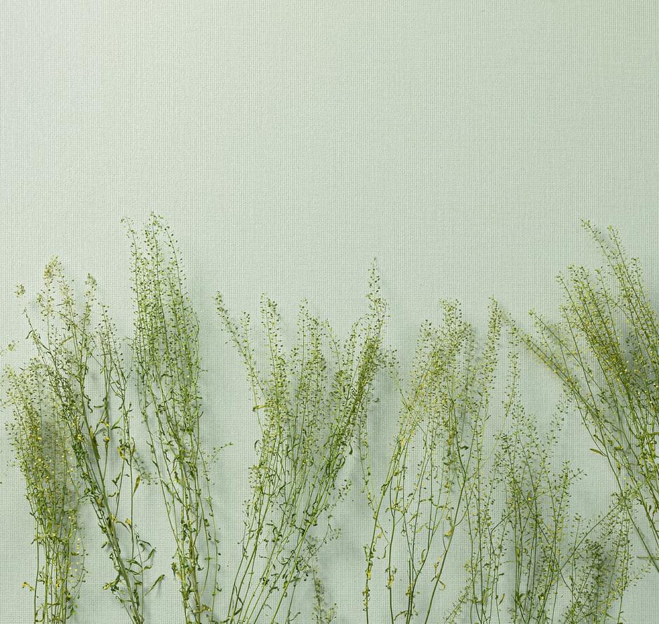 обои фабрики Loymina коллекция Shade Volume II