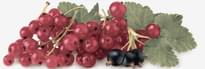 Плитка Monopole Tutti Frutti Decor Ribes 10x30 см, поверхность глянец