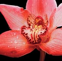 Плитка Panaria Zero.3 Experience Flora E Orchidea 100x100 см, поверхность матовая