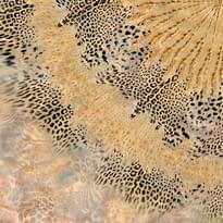 Roberto Cavalli Book 9 Wild Ray 3м x 300см поверхность матовая