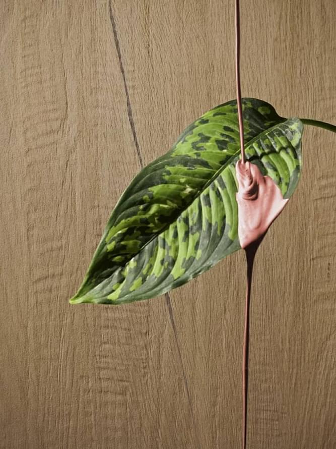 керамогранит фабрики Serenissima Cir коллекция Leccio