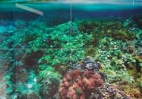 Плитка Керамин ТайгерБел Декор Коралловый Риф Комп 4 Шт 50x80 см, поверхность глянец